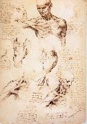 Leonardo Da Vinci The muscles of Thorax and shoulders in a lebnden person oil painting